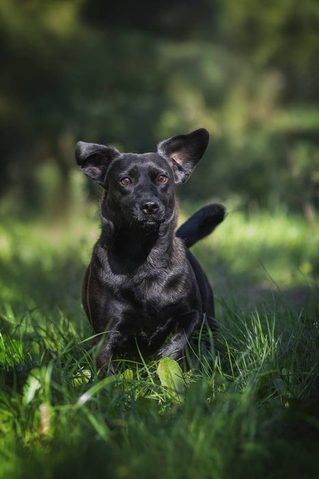 Собачки Пепа та Лулу шукають родини