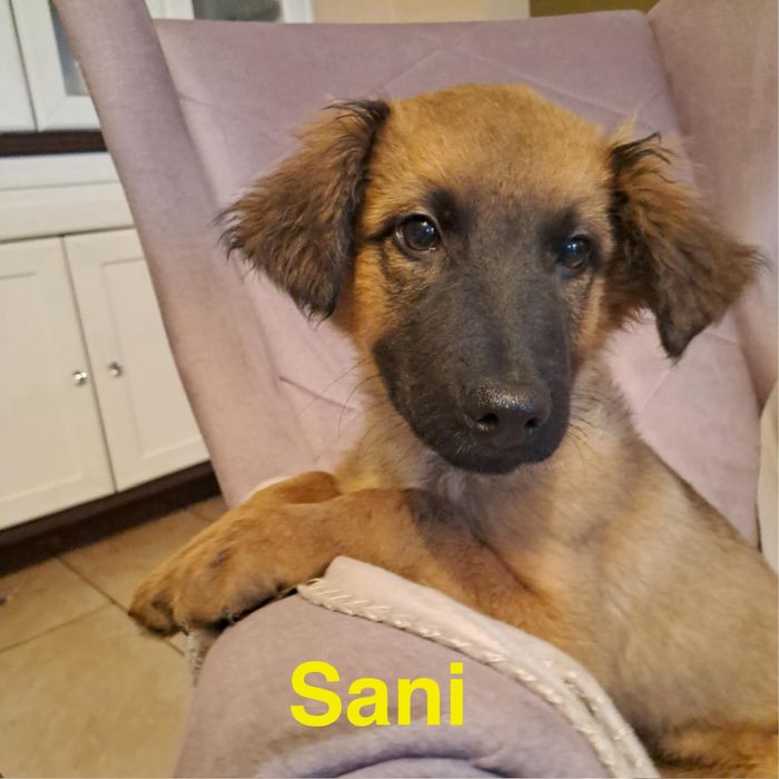 Szczeniaki szukają domków