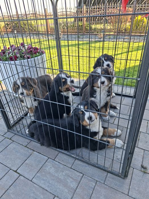 Berneński Pies Pasterski suczka