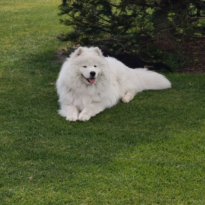 Pies rasy Samoyed