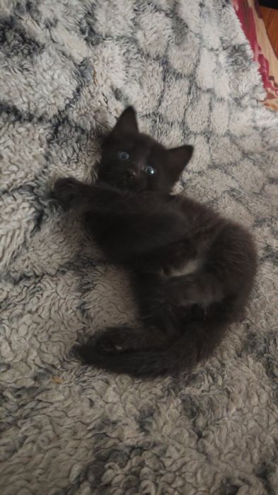 Котята      отдадим