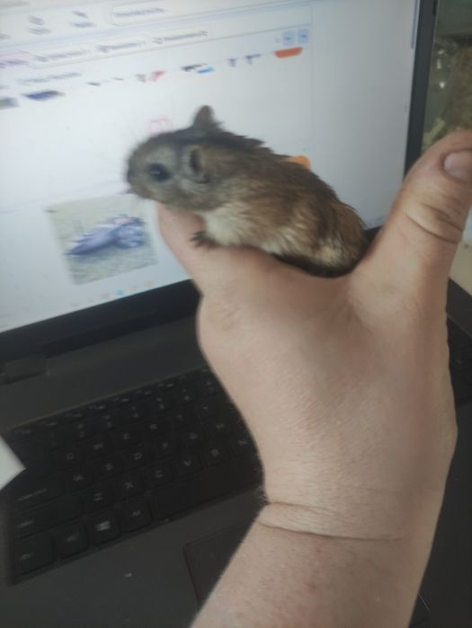 Myszoskoczki samiczki i samce