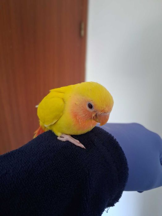 Agapornis Rosicolis criado a mao