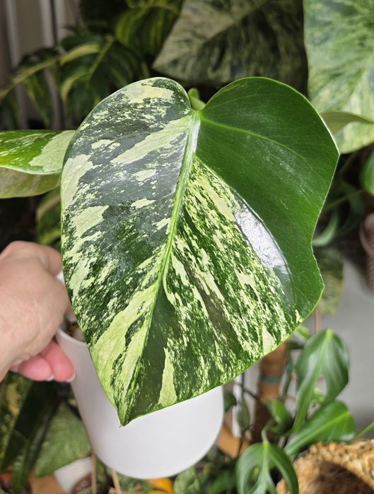 Monstera Jungle Minty  - oryginalna roślina z Tajlandii.