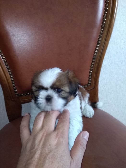 SHShih-Tzu Sublime
Desparasitação devida.
Qualidade Top ( morfologia, pêlo e caráter).
INVISTA EM SHIH-TZU, MAS DE QUALIDADE SUPERIOR!