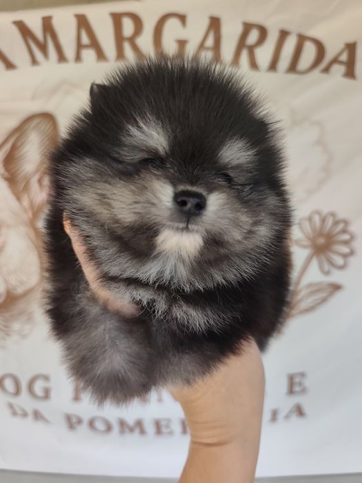 Spitz anão macho