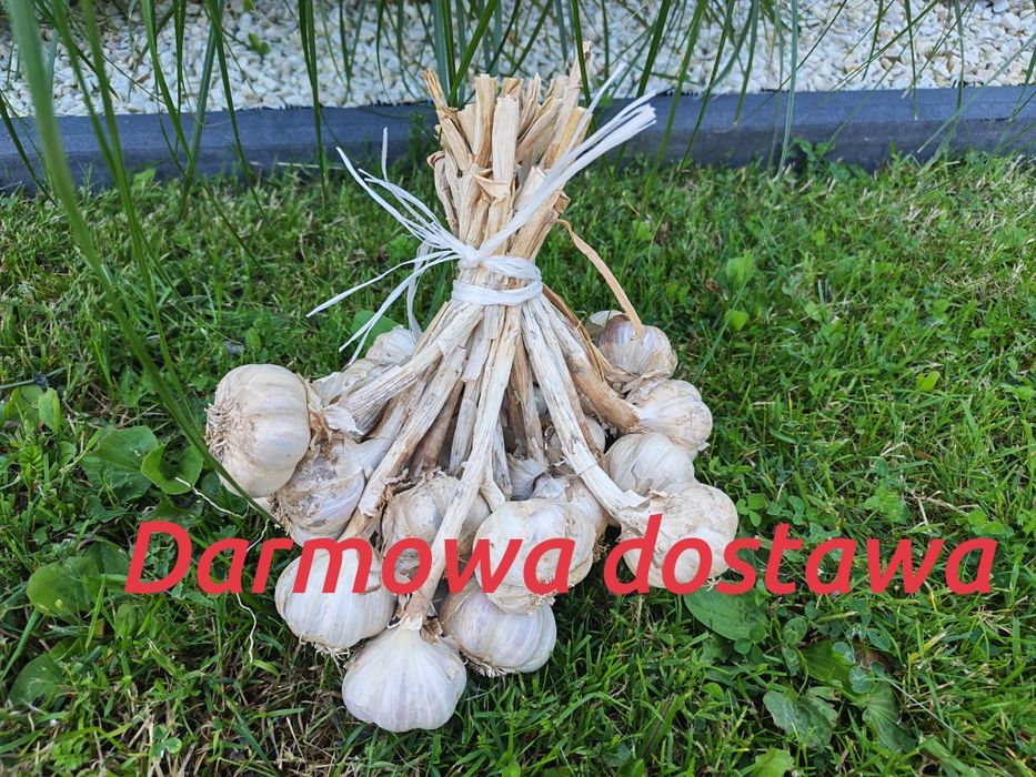 Czosnek ozimy Harnaś 30 głowek