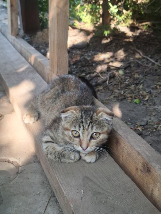 Кошеня дівчинка (вісловушка), 2 міс, безкоштовно