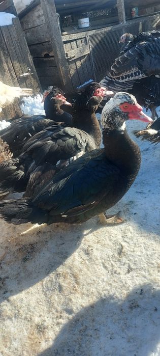 Пухові півники, мускусні качки, качурі