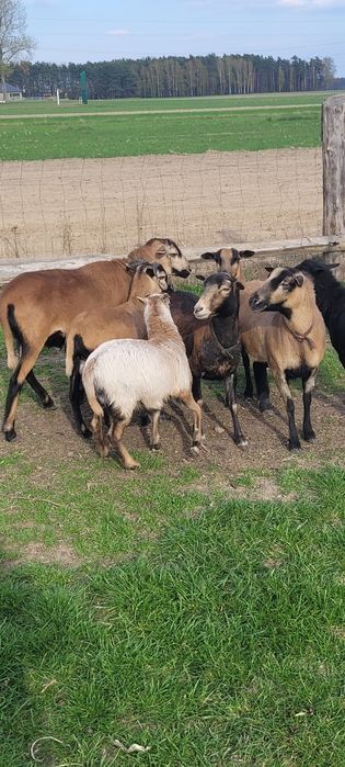 Sprzedam owce kameruńskie.  .
