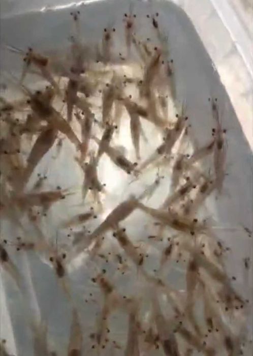 Żywe krewetki giganty Macrobrachium rosenbergii – słodkowodne, narybek