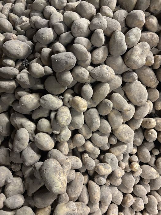 Ziemniaki Soraya jadalne i sadzeniaki