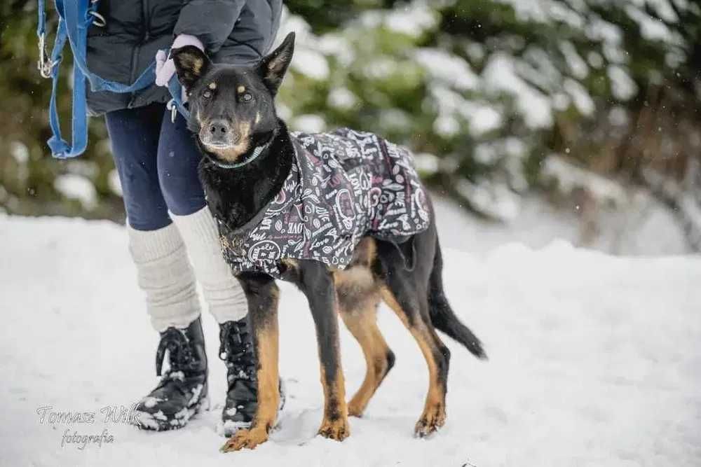 Błagamy o cudowny dom dla Dario