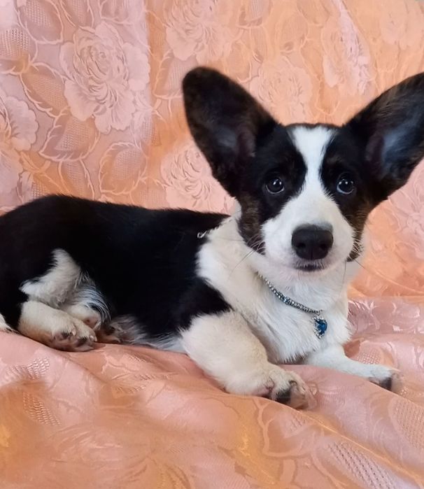 Неймовірні красиві  дівчатка  коргі кардіган  !