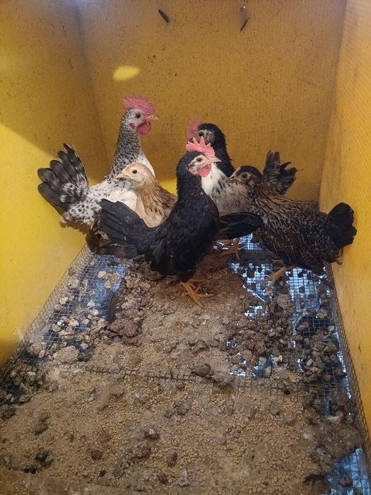 Cocós Mini Filhos e Serama.