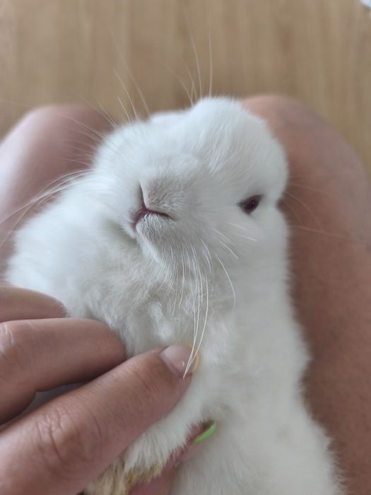 Coelhos orelhudos Albinos