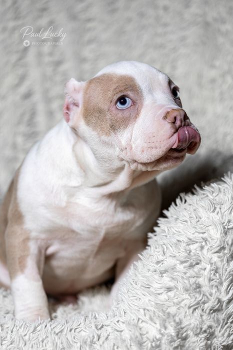 Голубоокий хлопчик , 2,5 міс