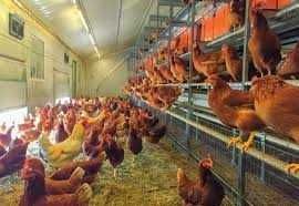 Kury z pierwszym jajkiem , NIOSKI Rossa Messa i inne ! Transport !