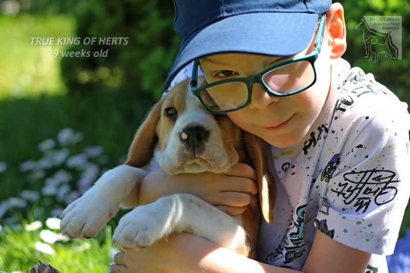 Beagle piesek gotowy do odbioru