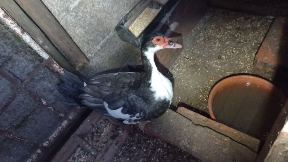 Tenho algumas coquitas e um pato