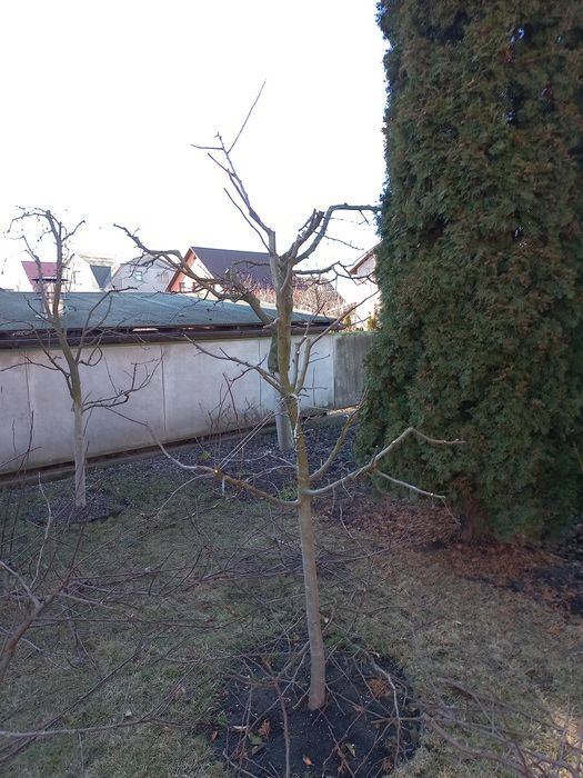 Обрізка плодових дерев