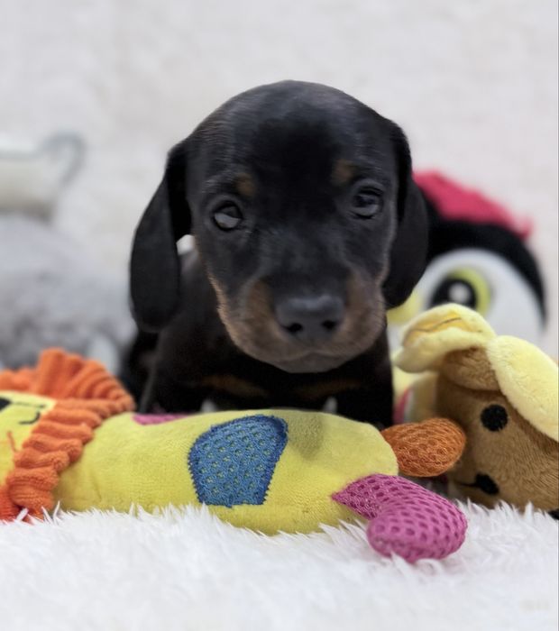 Teckel excelente menino com Lop