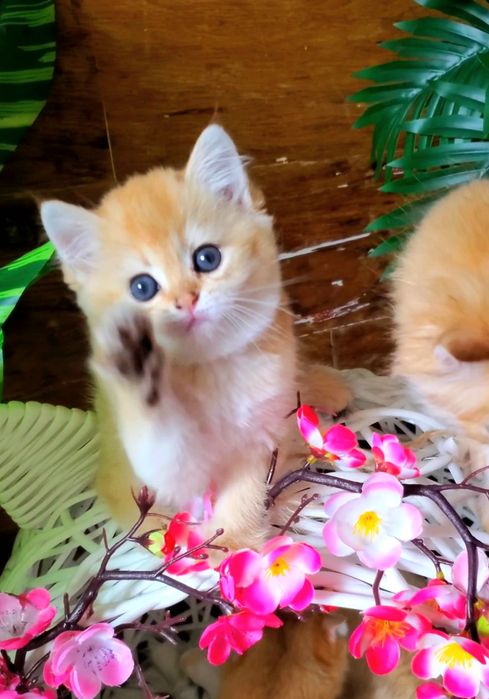 Плюшевые дети. Ласковые и ручные котята золотая шиншилла.