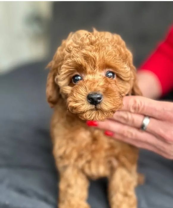 Неймовірний малюк той пудель