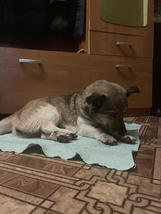 Тваринки безкоштовно