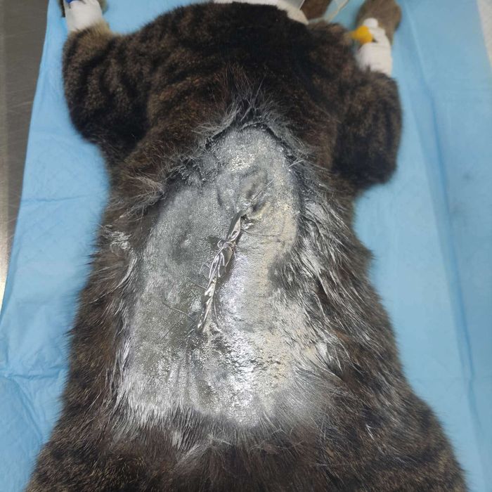 Кошка добрейшая,  собеседница, друг