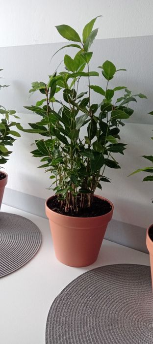 Wawrzyn liść laurowy