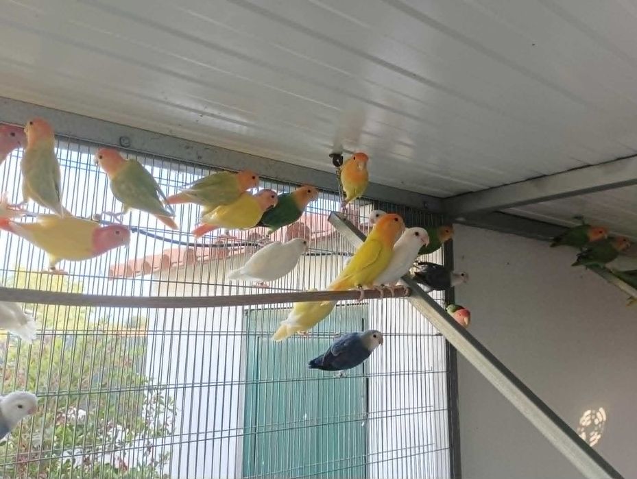 agapornis roseicollies