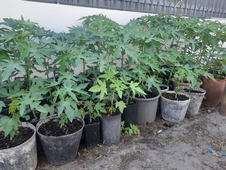 Pes de mamoes varios tamanhos