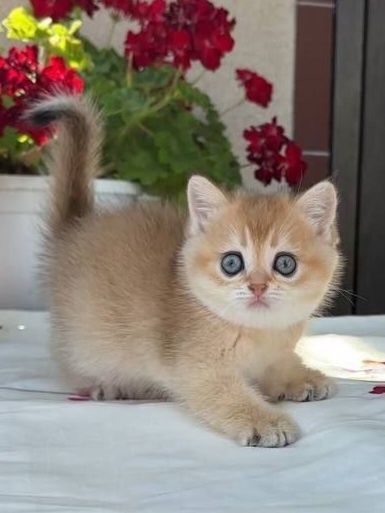 Шотландські Котики золота шиншила