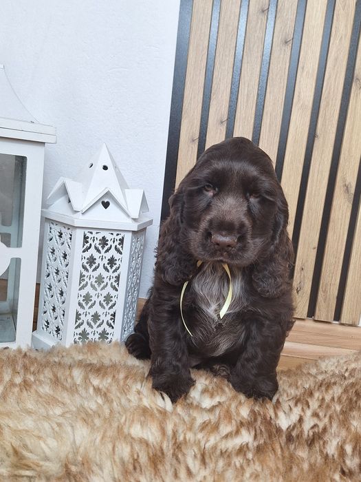 Cocker Spaniel Angielski- Piesek gotowy na zmiane domku