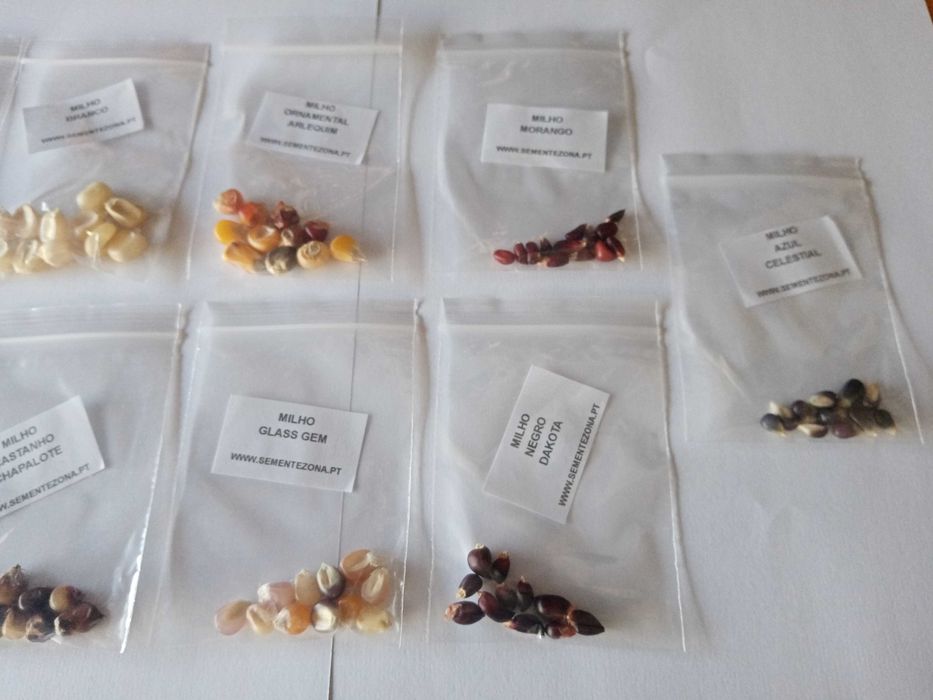 Conjunto/kit de 9 variedades de Milho (sementes)