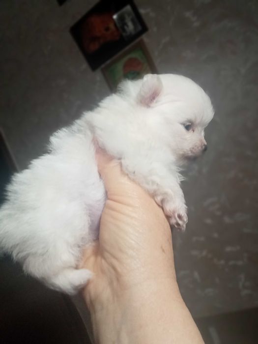 продам Собаки шпіц