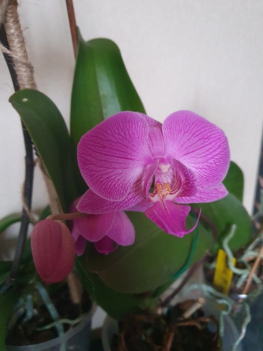 Цветущие домашние орхидеи