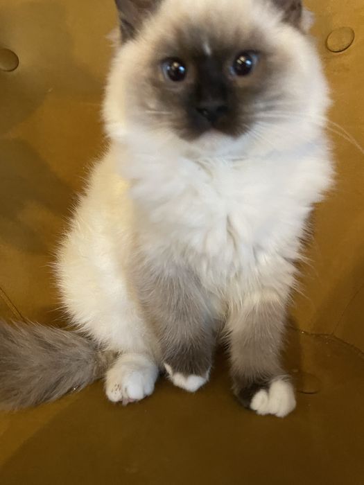 Koteczka  kot Ragdoll Ragdolle