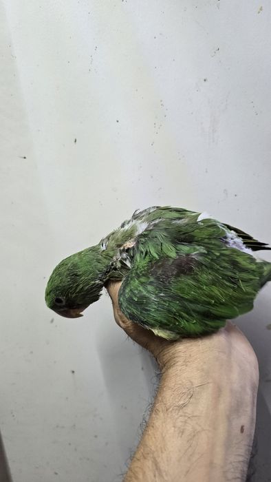 Papagaio grande alexandre