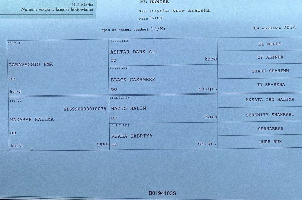 Kuc walijski gr. D,kuc wierzchowy  klacz izabelowata