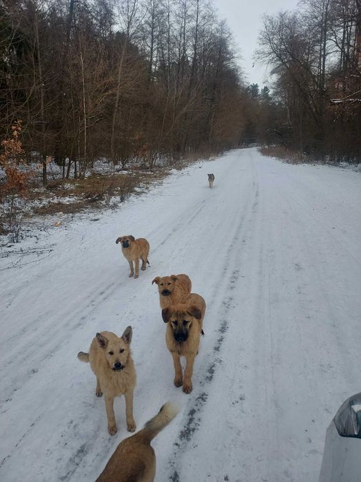 собака безкоштовно (дворова барбоси охоронці)