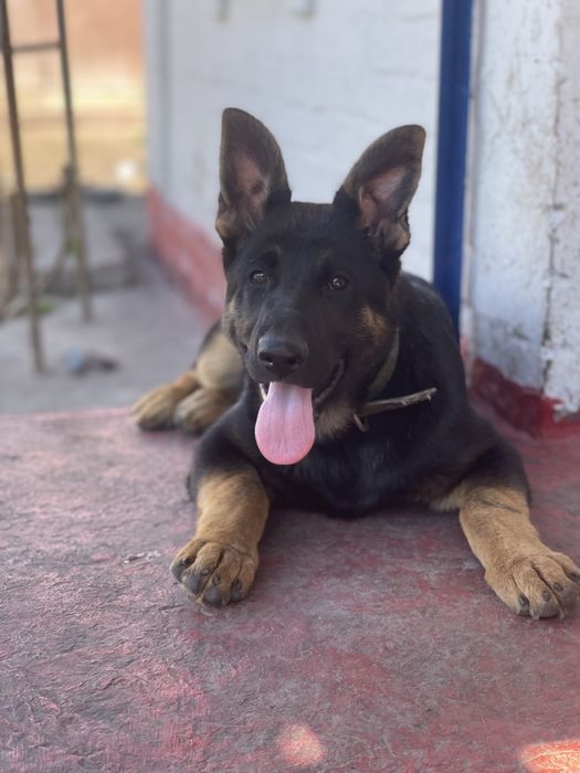 Німецька вівчарка цуценята дівчата КСУ п-к Голден Пак