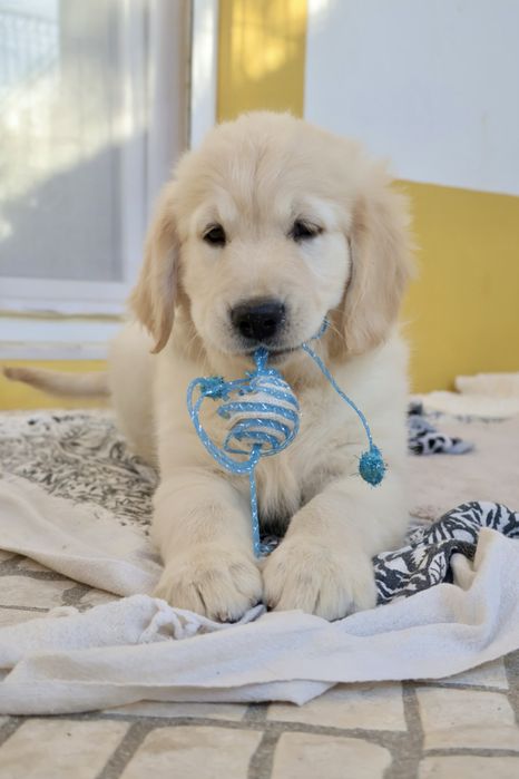 Golden Retriever fêmea com LOP