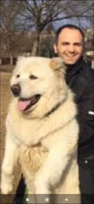 Цуценята Середньоазіатської вівчарки .