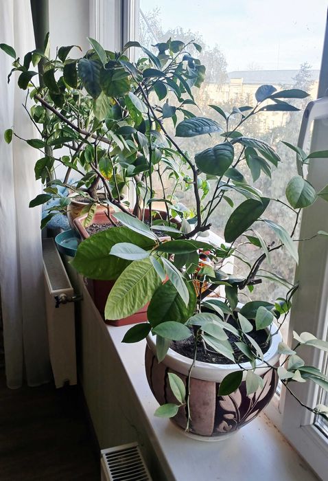 Плодоносні лимони