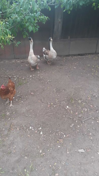 Sprzedam Gęsi kubańskie