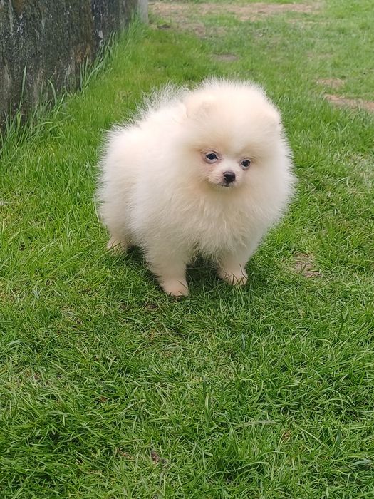 *Pomeranian Piesek CARLO Aktualny*