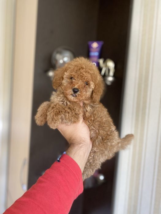 Мальтіпу(мальтипу) цуценятка милі і гарні