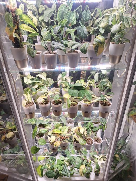 Scindapsus scindapsusy kolekcjonerskie